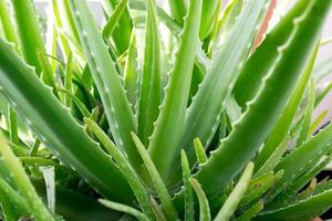 Aloe vera in a pot photo