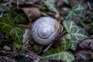 concha de caracol entre la hiedra foto