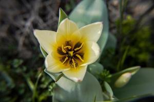 20210313 Tulipa Kaufmanniana Regel