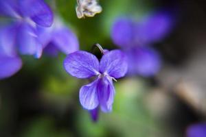 20210313 Viola Odorata photo