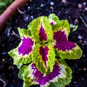 2021427 sovizzo coleus scutellarioides 2 foto