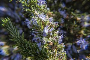 202144 Montemezzo rosemary in bloom photo