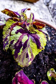 2021427 sovizzo coleus scutellarioides 1 foto