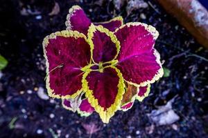 2021427 Sovizzo Coleus scutellarioides photo