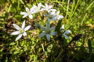 2021427 Sovizzo Ornithogalum Divergens photo