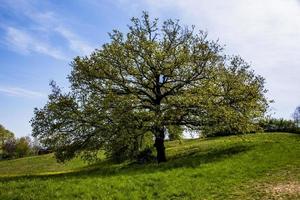 202144 Sovizzo Oak tree photo