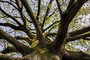 202144 Sovizzo Oak tree 2 photo