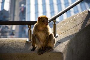 monkey sitting on balustrade photo