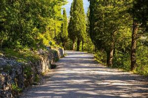 Cypress trees on path photo