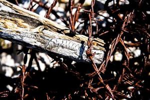 Wood and barbed wire photo