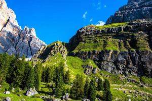 Forest and dolomites