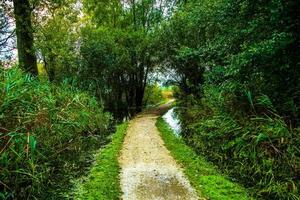 Path between swamps photo