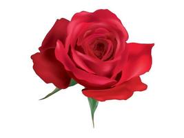 Rose isolated on white background vector
