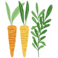 jardinería agricultura zanahorias hortalizas plantas naturaleza vector