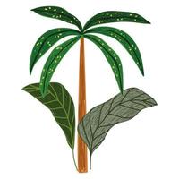 planta de palma exótica tropical deja la naturaleza vector