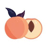 peach tropical fruit vector