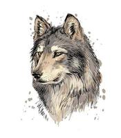 Portrait of a wolf head from a splash of watercolor hand drawn sketch Vector illustration of paints