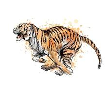 Tiger running from a splash of watercolor hand drawn sketch Vector illustration of paints