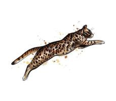Bengal Cat Jumping from a splash of watercolor hand drawn sketch Vector illustration of paints