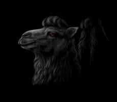 Portrait of a camel head on a black background Vector illustration