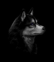 Retrato de la cabeza del husky siberiano con ojos azules sobre una ilustración de vector de fondo negro