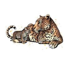 Portrait of a leopard from a splash of watercolor hand drawn sketch Vector illustration of paints