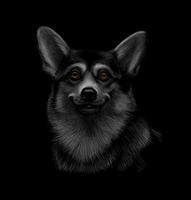 Portrait of a Welsh Corgi head on a black background Vector illustration