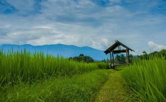 Green rice fields in the rainy season photo