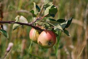 dos manzanas en un árbol foto