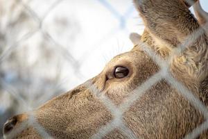 Captured wild reindeer  in countryside photo