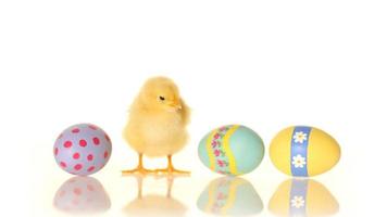 Easter eggs and baby chick, with audio video