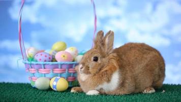 Easter bunny and basket with eggs video