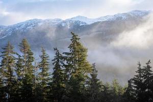 Green Pine Trees Near Mountain photo