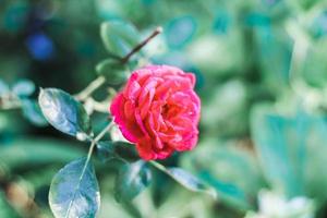 Fotografía de enfoque selectivo de flor de pétalos de rosa foto