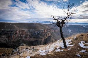 árbol en ihlara, turquía foto