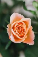 peach colored rose photo