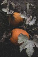 two orange pumpkins photo