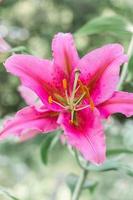 flor de pétalo rosa foto