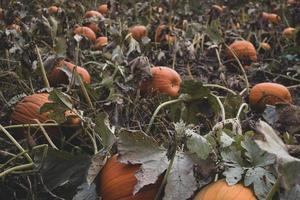 calabazas en el suelo foto