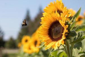 bee facing sunflower