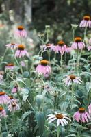 pink daisy flower photo