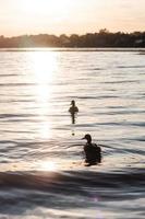 two brown ducks on body of water during daytime
