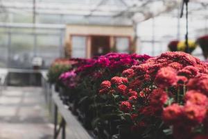 red and purple flowers photo