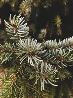 white and green plant in close up photography photo