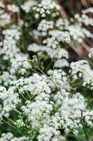 flor blanca pelada foto