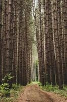 pathway of tall trees in woods photo