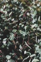 green eucalyptus plant photo