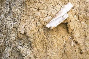 Small beautiful crystal formation on the ground photo