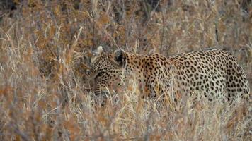 An african Leopard hiding in grass waiting for its prey photo