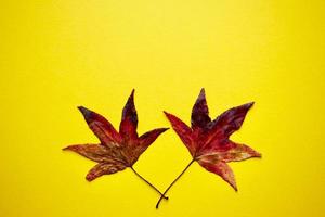 red maple leaves on the yellow background photo